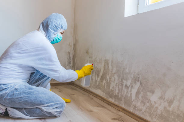 Licensed Mold Cleanup service in Dupont, PA - WQB Mold Removal