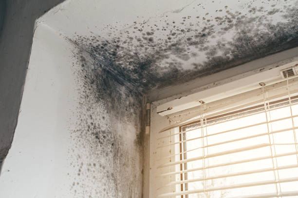 Affordable Mold Cleanup solutions in Dupont, PA